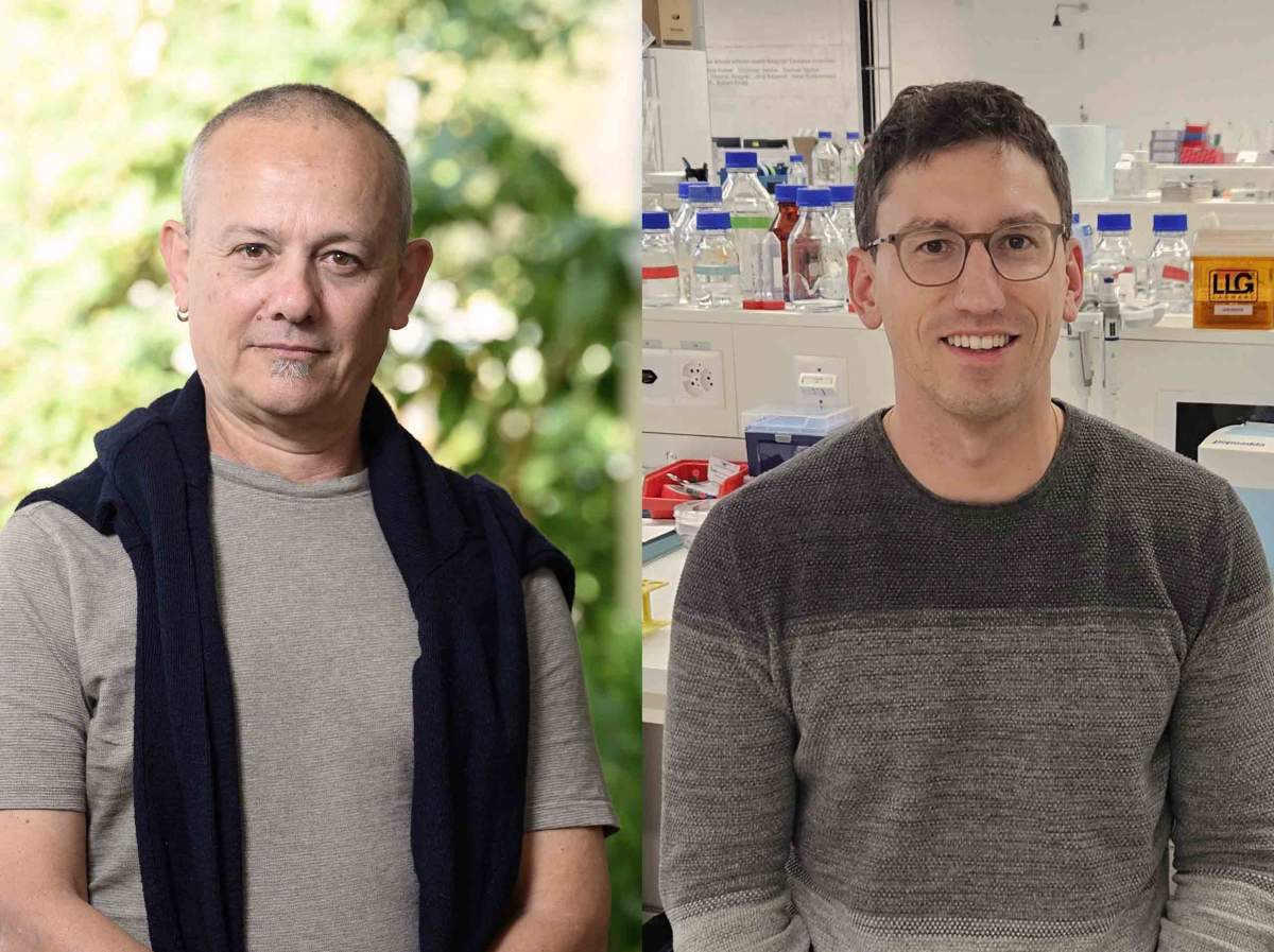 (g-d) Prof. Elazar Zelzer and Dr. Fabian S. Passini