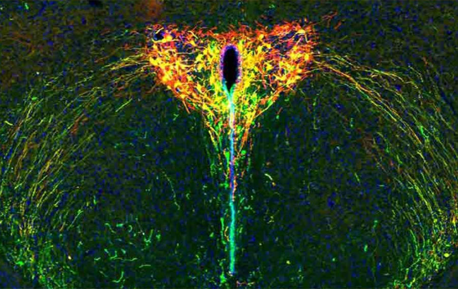 Mettre en lumière le développement du cerveau : comment la séparation parentale nous façonne