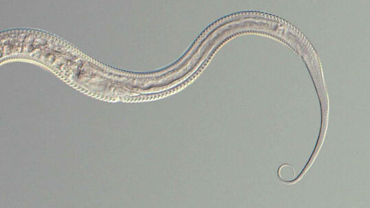 Ils préfèrent mourir : la leçon que les vers ronds mâles refusent d'apprendre