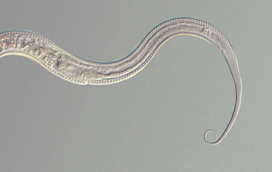 Ils préfèrent mourir : la leçon que les vers ronds mâles refusent d'apprendre