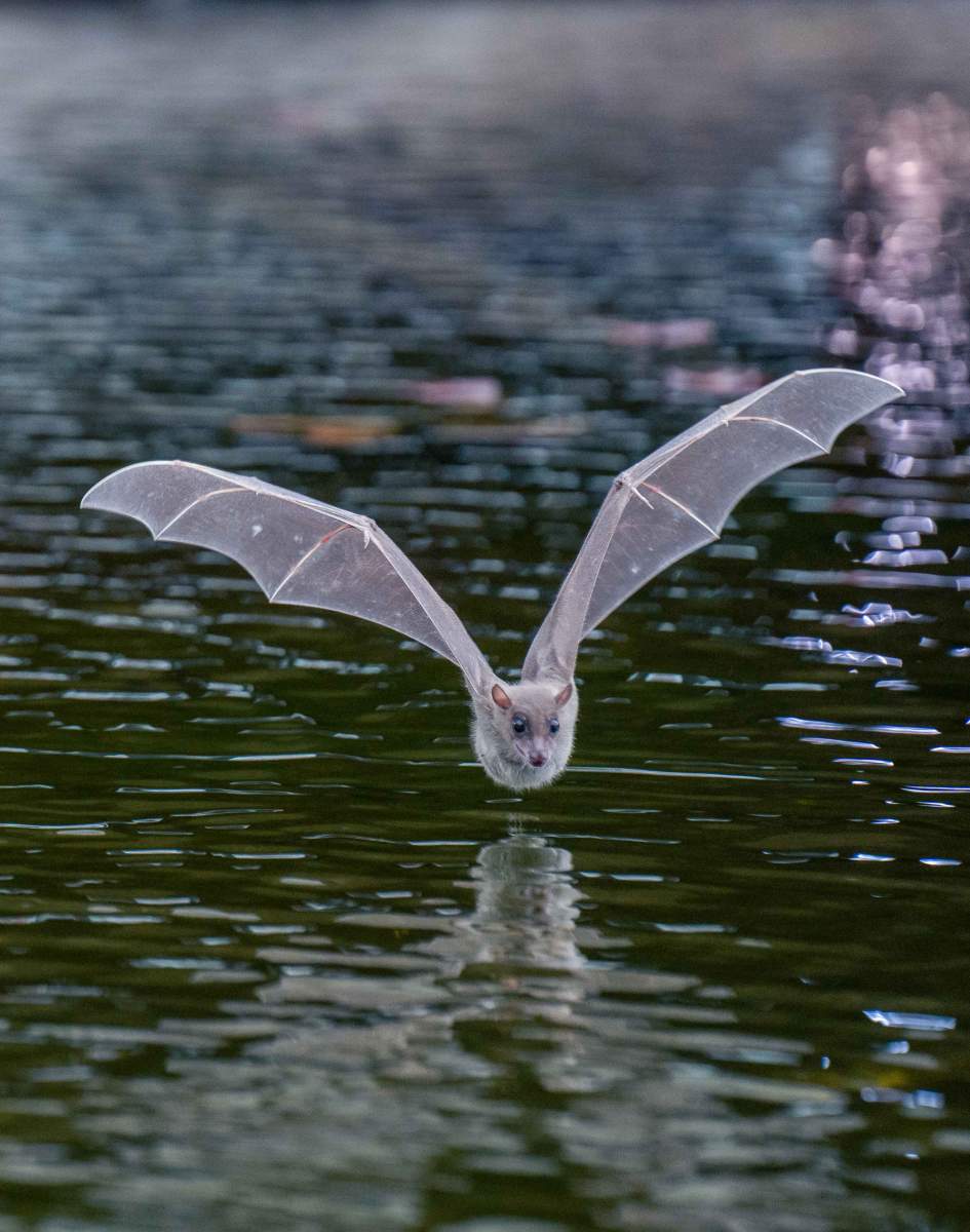Chauve-souris frugivore égyptienne en action. Photos : Yuval Barkai