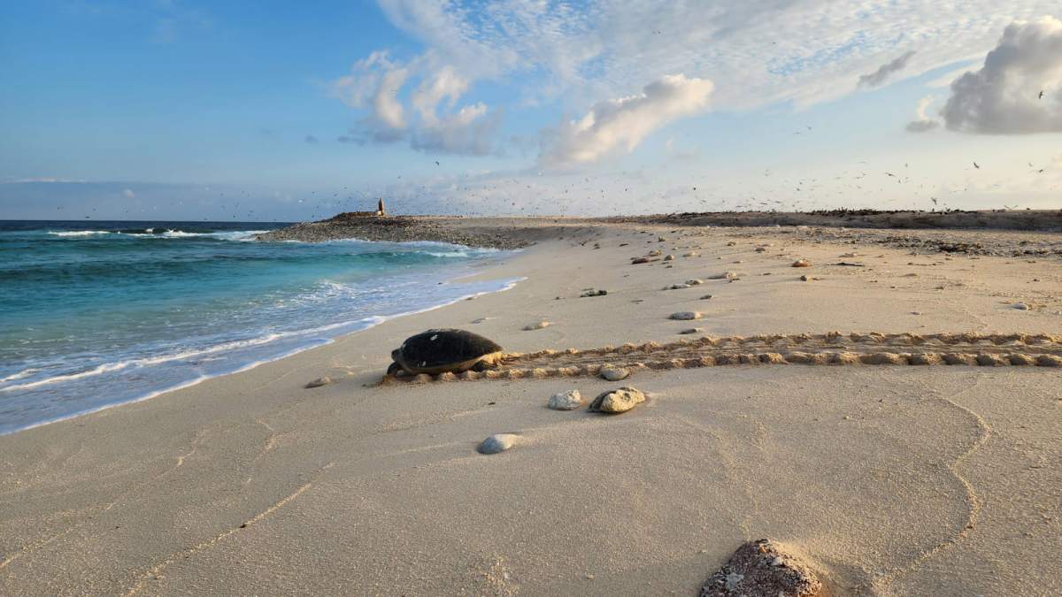 L'île de Latham, située à plus de 40 kilomètres au large des côtes tanzaniennes et mesurant environ 0,05 kilomètre carré