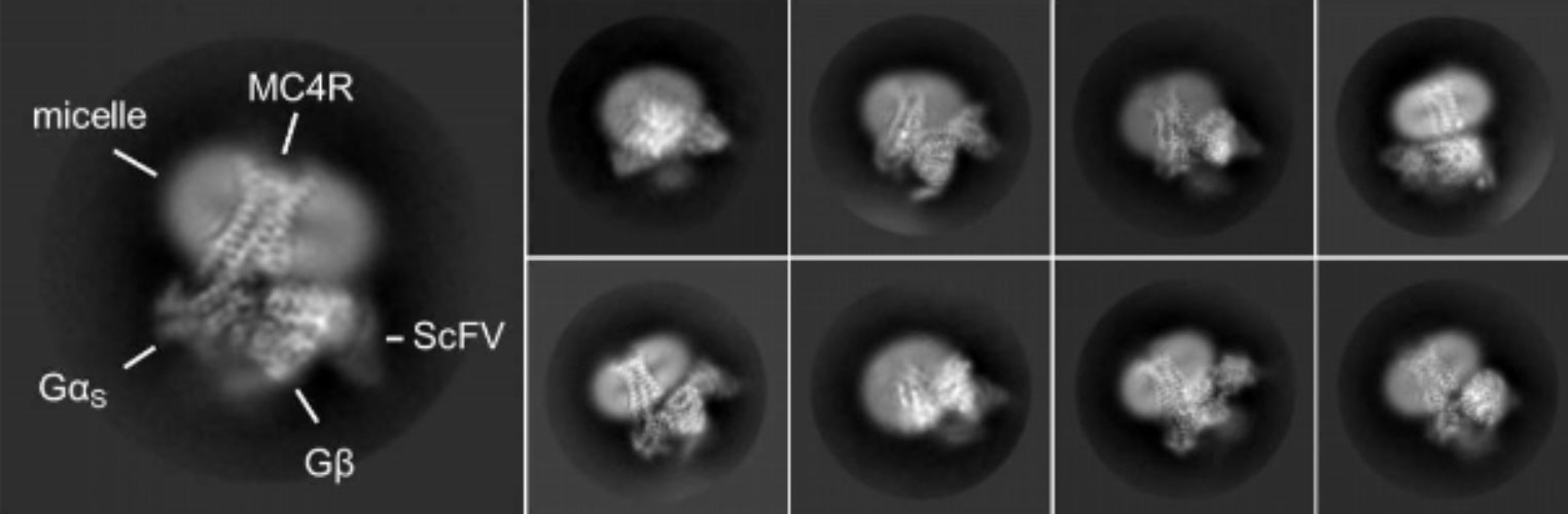 Images de microscopie électronique représentant différentes vues du MC4-R lié au setmelanotide, en complexe avec des protéines activées par la liaison