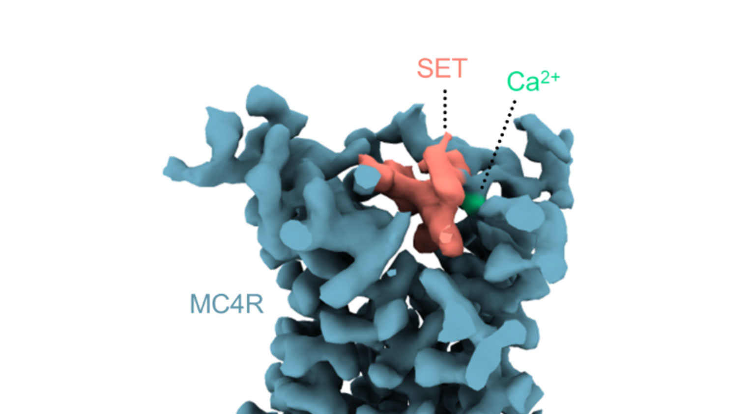Structure 3D montrant la molécule setmelanotide (rose) et un ion calcium (vert) dans la poche de liaison du MC4-R