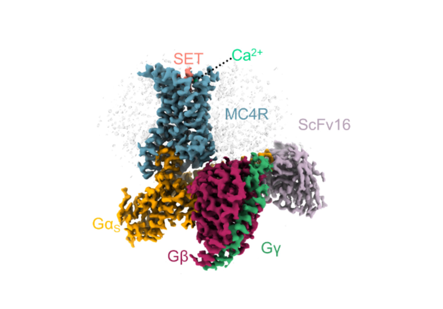 Structure 3D d’un complexe formé par le MC4-R (bleu) et plusieurs protéines qu’il active, avec une molécule de setmelanotide (rose) et un ion calcium (vert), dans la poche de liaison du MC4-R