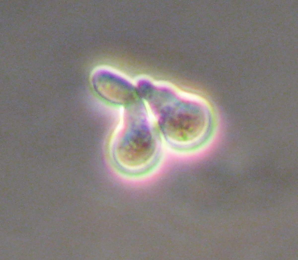 Une cellule de levure qui détecte les phéromones émises par un individu de type sexuel opposé développe une excroissance en direction du signal, un processus appelé « shmooing ».