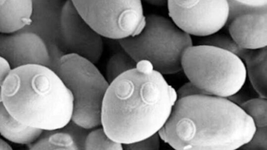 Comment les levures trouvent le partenaire idéal