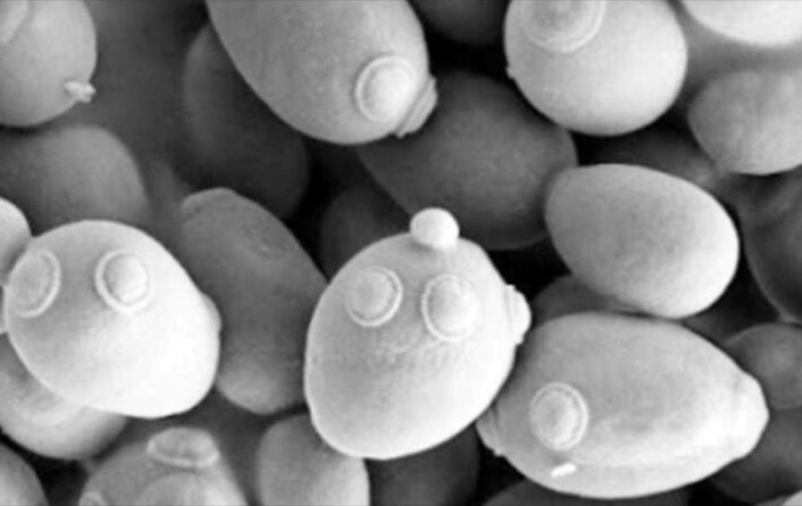 Comment les levures trouvent le partenaire idéal