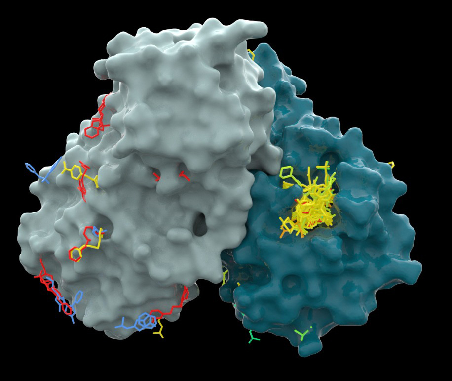 Modèle 3D d'une protéine clé de COVID-19, la principale protéase (vert gris), qui joue un rôle crucial dans la réplication du virus. Les chercheurs ont recherché de petites molécules capables de se lier aux sites actifs de la protéine (jaune), bloquant ainsi son activité. Image : Source de lumière Diamond 
