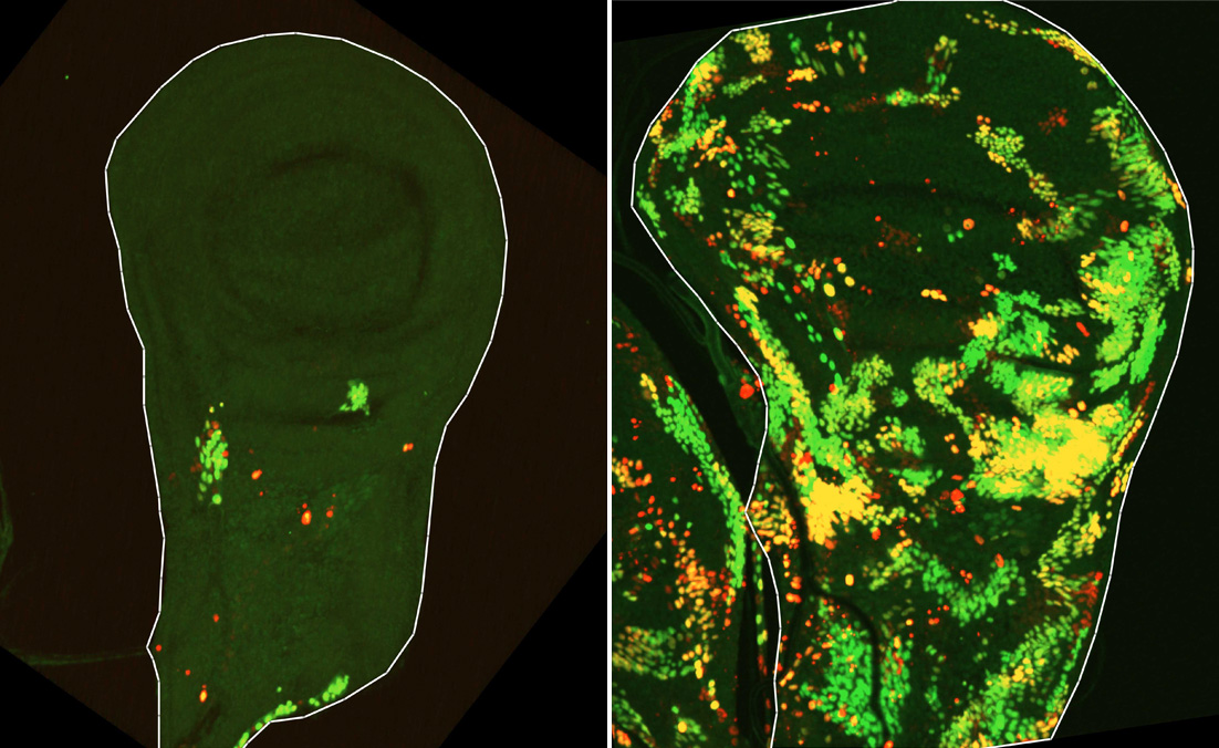 Tissu épithélial à partir duquel se développe l'aile de la mouche.