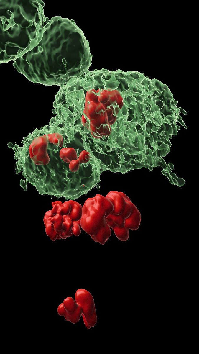 Cellules DARE (marquées en vert) et cellules NARE (non marquées) dans le tissu épithélial à partir duquel se développe l'aile de la mouche.