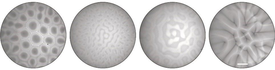 Autant d'espèces, autant de motifs : motifs de bioconvection uniques formés par différentes espèces bactériennes dans le cadre de l'étude, allant de stries sinueuses à des formes hexagonales complexes. Échelle : 2 mm