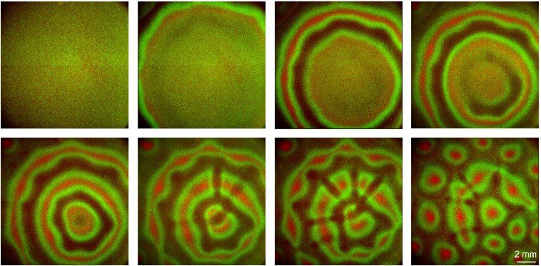 Séparation kaléidoscopique : développement de motifs de bioconvection formés par deux populations bactériennes marquées par fluorescence provenant d'espèces différentes (l'une marquée en vert, l'autre en rouge), mélangées en proportions égales et observées pendant 30 minutes après le mélange. 