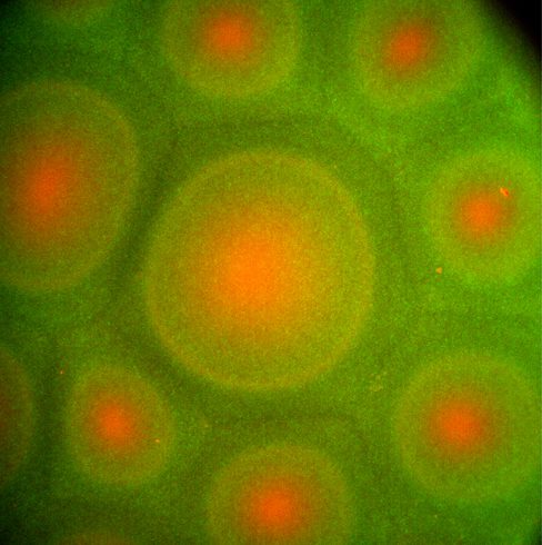 Cinq espèces, un modèle étonnant : développement de modèles de bioconvection formés par un mélange de cinq populations bactériennes différentes, dont deux marquées par fluorescence 