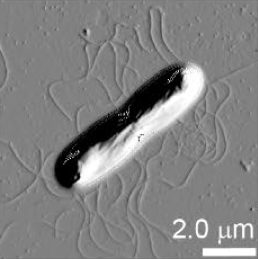 Une bactérie Bacillus cereus prélevée dans le bassin de Cuatro Ciénegas au Mexique