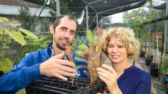 La symbiose souterraine contrecarre la sécheresse