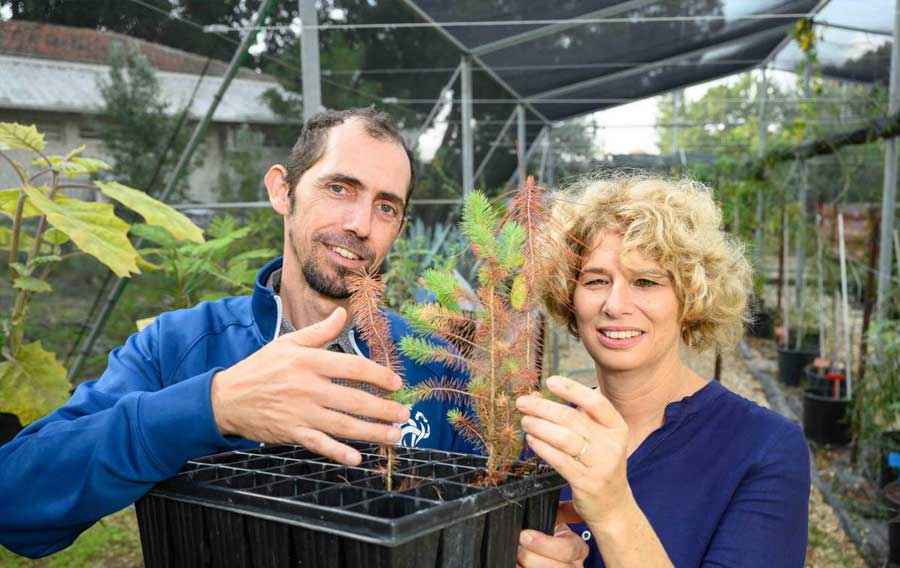 La symbiose souterraine contrecarre la sécheresse