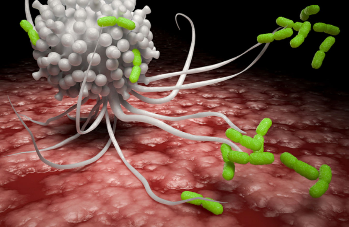 Des macrophages, grandes cellules immunitaires, « avalent » des bactéries entières