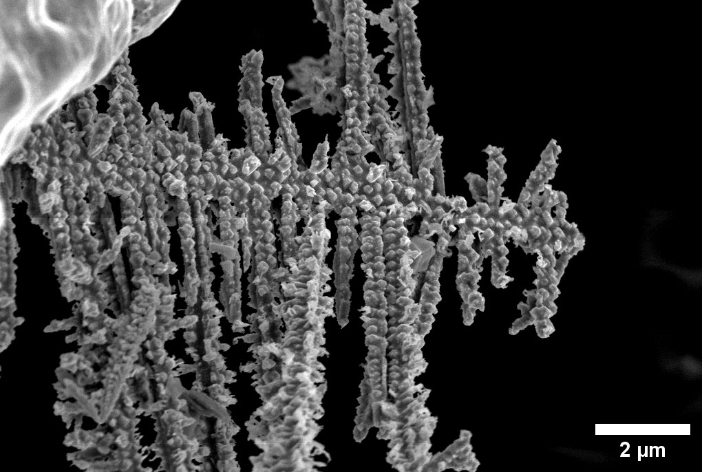 Dendrites qui se sont développées dans une batterie étain, vues au microscope électronique. Source : Shakked Schwartz et Ayan Maity 