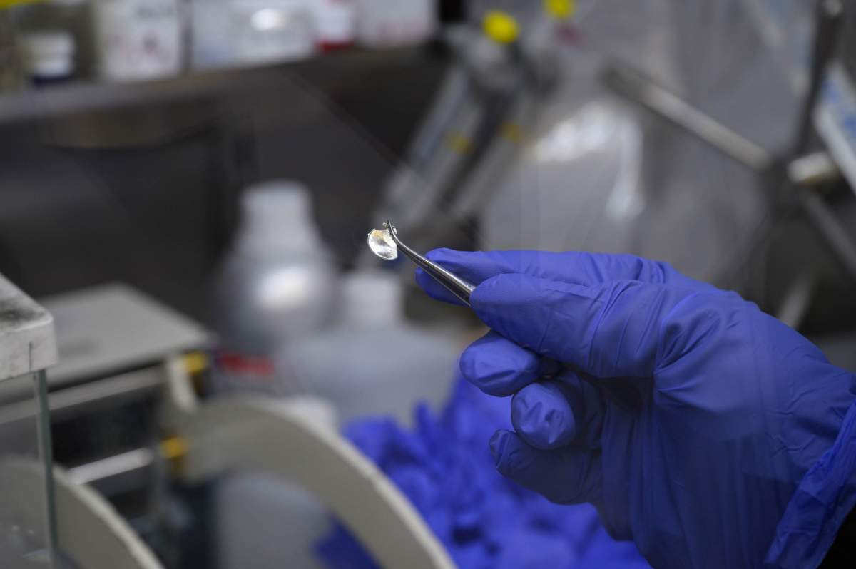 Un morceau de lithium métal s'apprête à devenir une électrode de batterie 