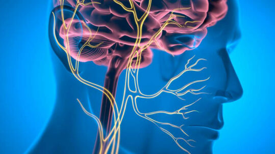 Bloquer la communication entre le cerveau et le foie pourrait prévenir la perte de poids mortelle chez les patients atteints d'un cancer