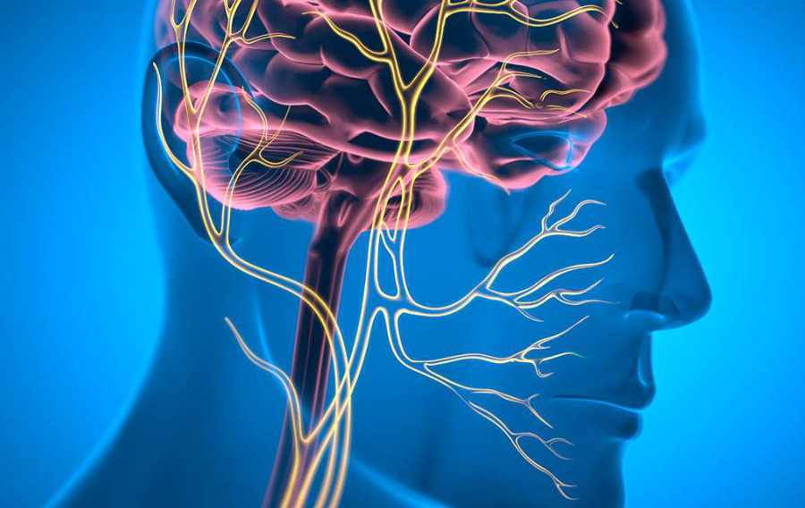 Bloquer la communication entre le cerveau et le foie pourrait prévenir la perte de poids mortelle chez les patients atteints d'un cancer