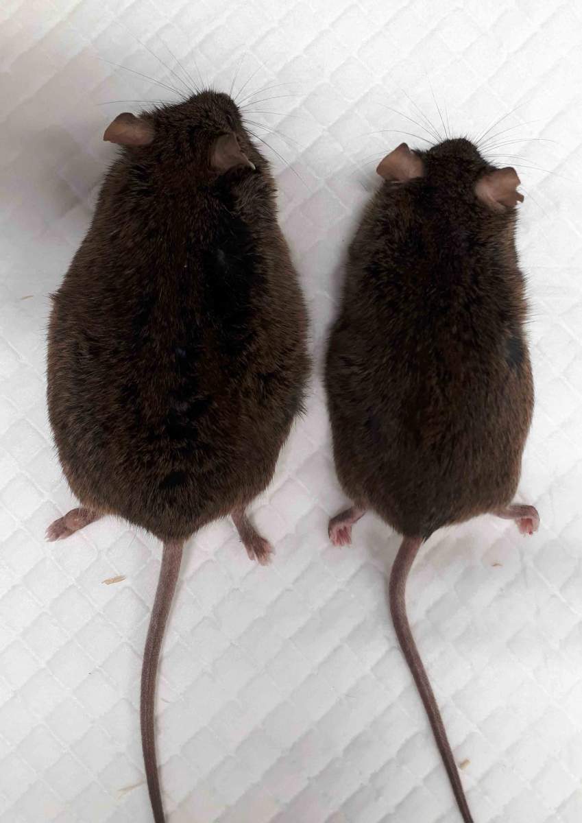 Les gènes de la graisse : À l'âge d'un an, une souris dépourvue de l'activité du gène SARAF (à gauche) pesait 20 % de plus qu'une souris saine (à droite).
