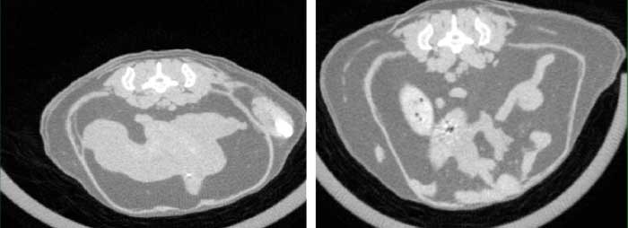 Un scanner a révélé que la graisse s'accumulait principalement dans l'abdomen des souris dépourvues du gène SARAF (à droite) par rapport aux souris saines (à gauche).
