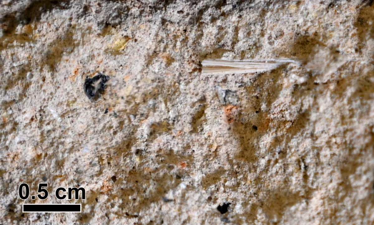La paille qui a fait déborder le barrage : des échantillons microscopiques de paille incrustés dans le mortier du barrage lors de sa construction ont permis d'obtenir une datation exceptionnelle. Crédit : Dr Johanna Regev / Unité d'archéologie scientifique, Institut Weizmann des sciences