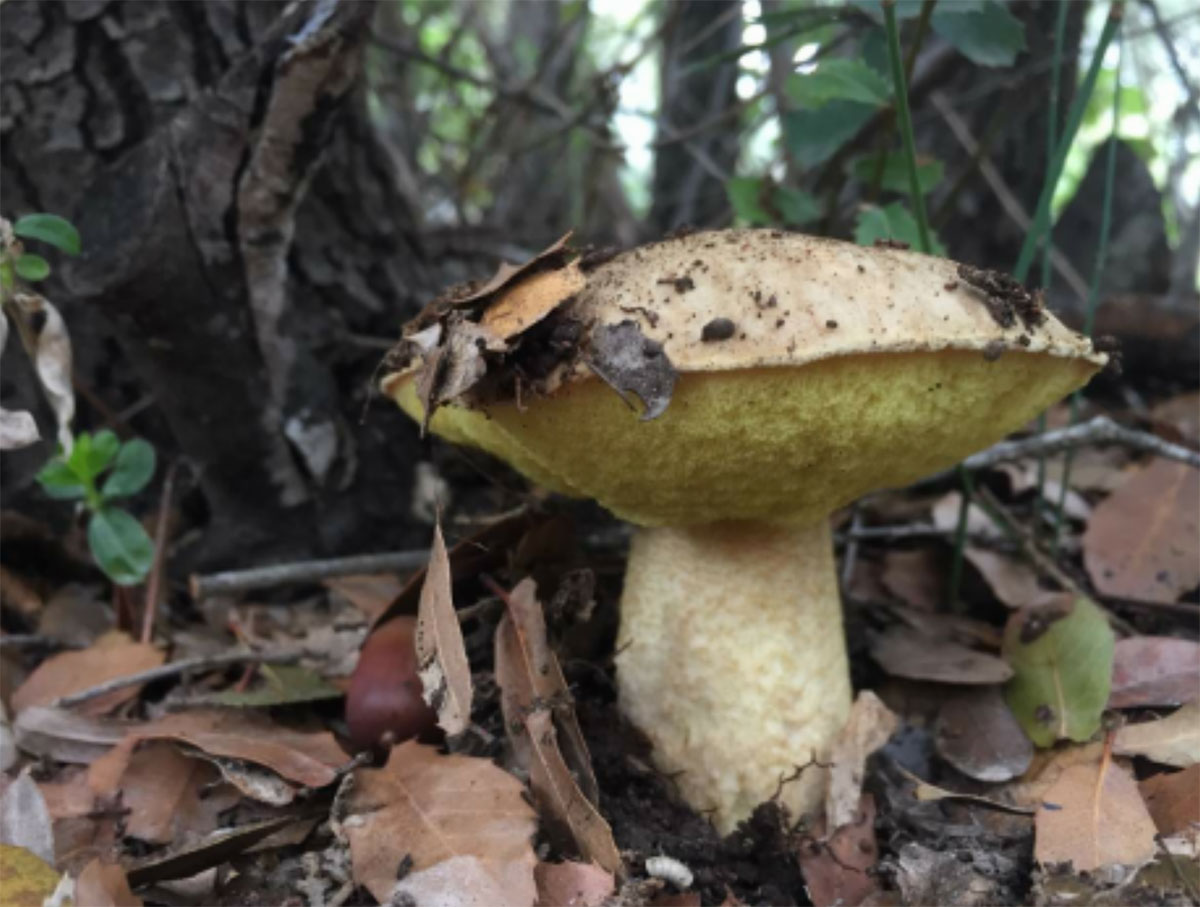 Ces champignons invisibles qui aident la forêt