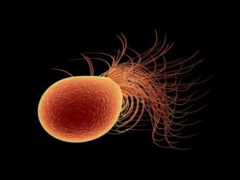 L'archéobactérie Pyrococcus furiosus, dont le nom signifie « boule de feu furieuse », se sent particulièrement à l'aise à des températures supérieures à 100 °C. 