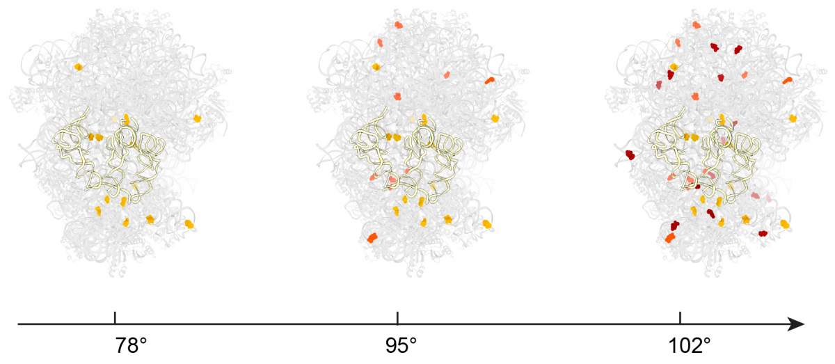Structure ribosomale de l'archéobactérie P. furiosus. Les zones marquées en orange et jaune indiquent les sites de méthylation dans l'ARN ribosomique.