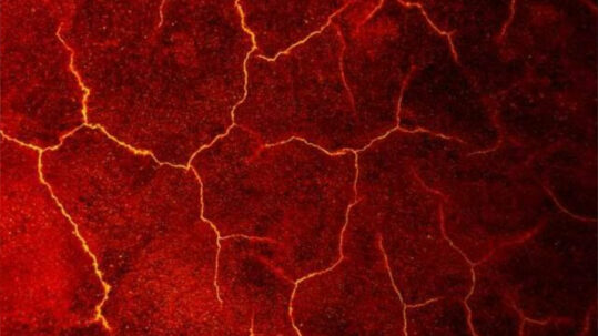 Du cratère volcanique au laboratoire : une leçon de survie