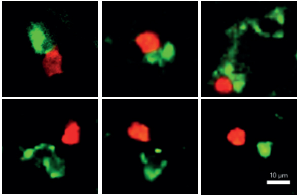 cellules T combattant Candida