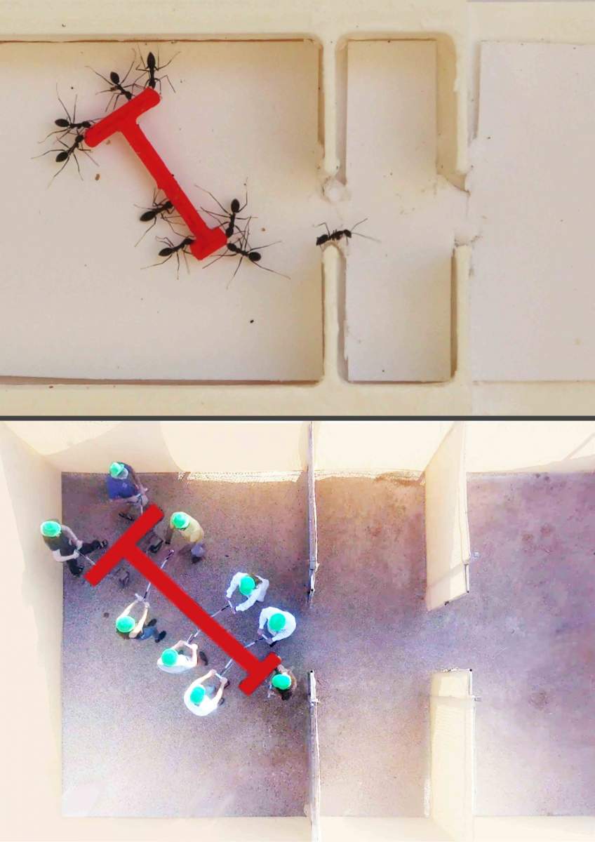 Les fourmis et les humains s'affrontent pour manœuvrer une charge en forme de T dans un labyrinthe
