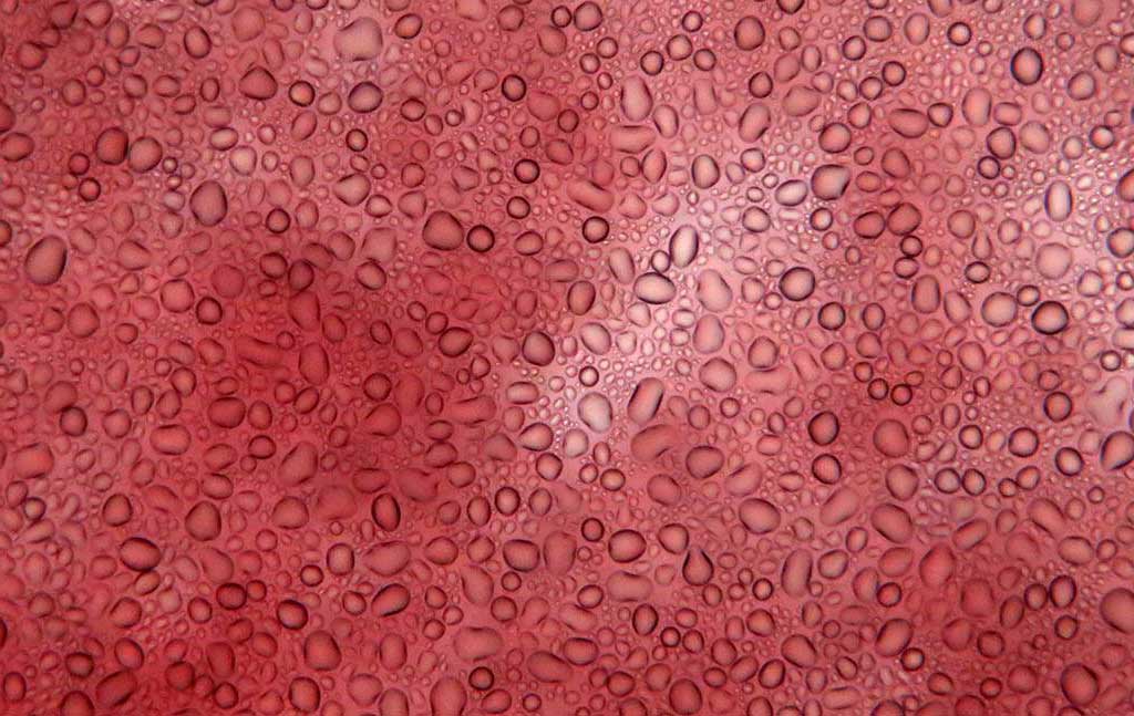 Le mystère de la production des globules rouges, vieux de plusieurs décennies, enfin résolu