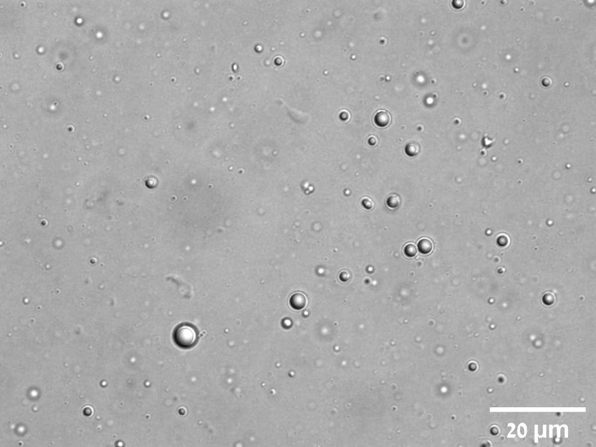 De minuscules gouttelettes formées par des peptides et de l'ARN, observées au microscope