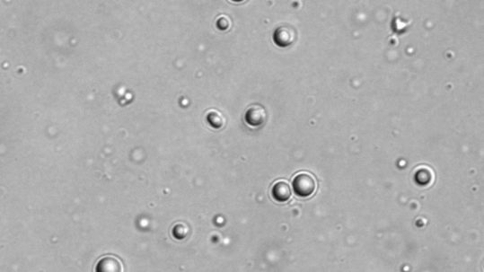 Les mystères de la vie convergent dans une gouttelette