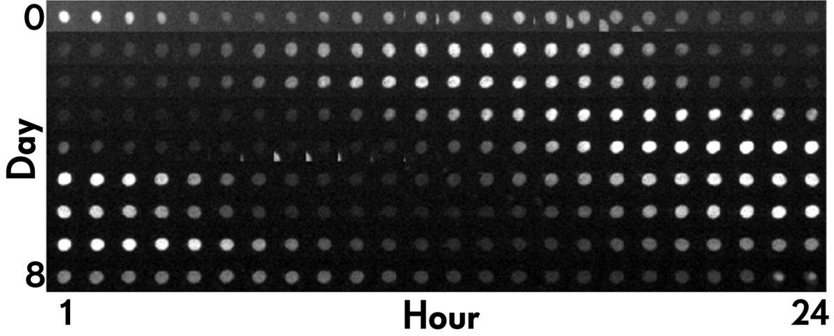 Le « tic-tac » d'une horloge circadienne à l'intérieur d'une cellule humaine au cours d'une période de 24 heures. Un marqueur fluorescent permet aux scientifiques de déterminer « quelle heure il est » à tout moment donné. 