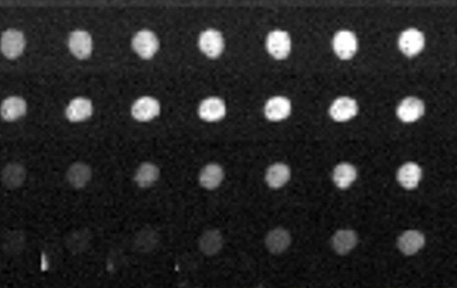 Une nouvelle étude révèle que les hormones sexuelles réinitialisent notre horloge biologique