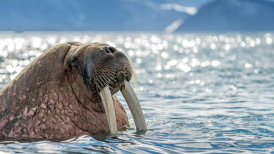 L'humanité progresse tandis que la faune sauvage recule : deux études montrent l'étendue de la domination humaine sur la nature