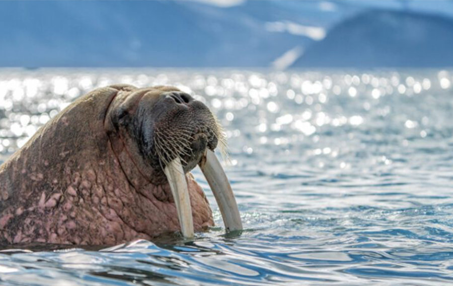 L'humanité progresse tandis que la faune sauvage recule : deux études montrent l'étendue de la domination humaine sur la nature