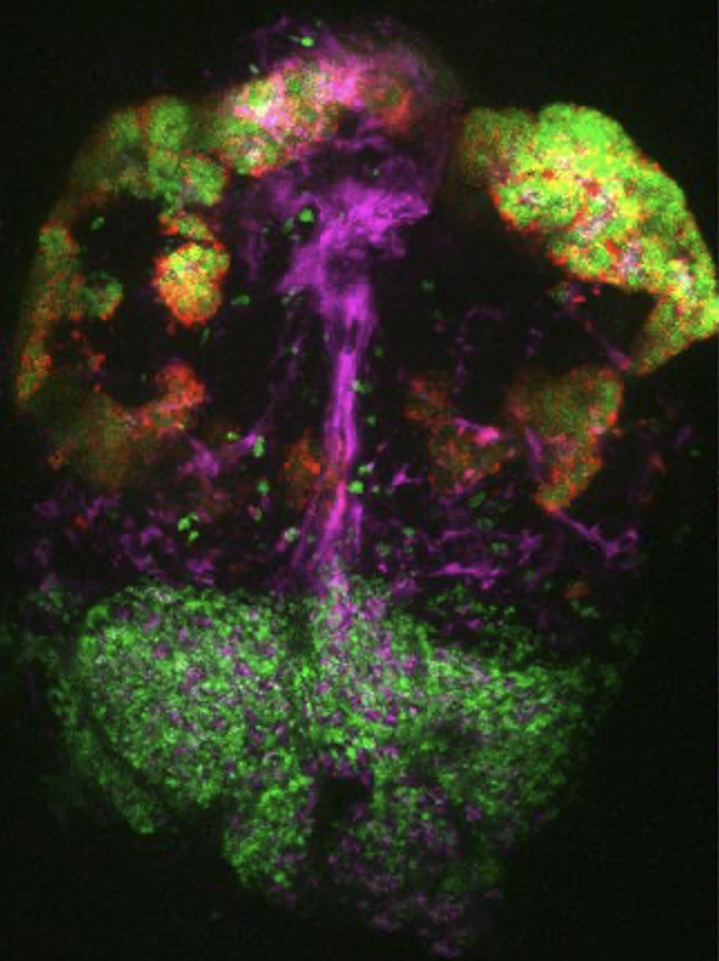 Image de l'hypophyse du poisson zèbre, révélant la diversité de ses populations cellulaires : les pituicytes astrogliales (violet) et deux types différents de cellules productrices d'hormones (rouge et vert).
