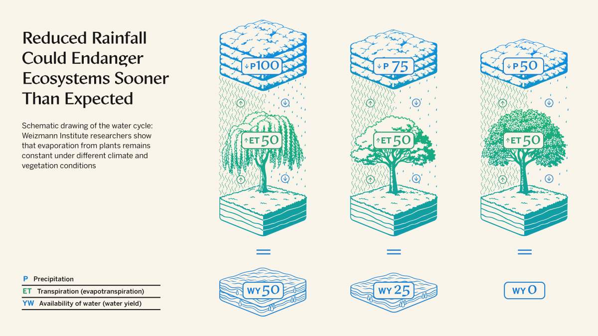 Dans une étude récemment publiée dans Nature Communications, des scientifiques de l'Institut Weizmann des sciences ont découvert que, contrairement aux hypothèses précédentes, l'évapotranspiration a une limite supérieure stable, qui reste constante dans différentes conditions climatiques et végétales.
