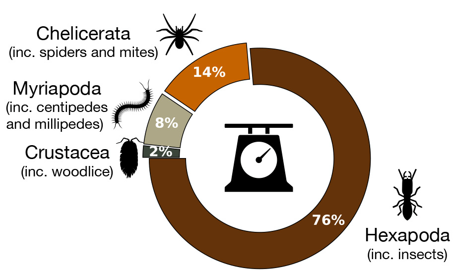 Les insectes font la loi : La répartition de la masse chez les arthropodes souterrains
