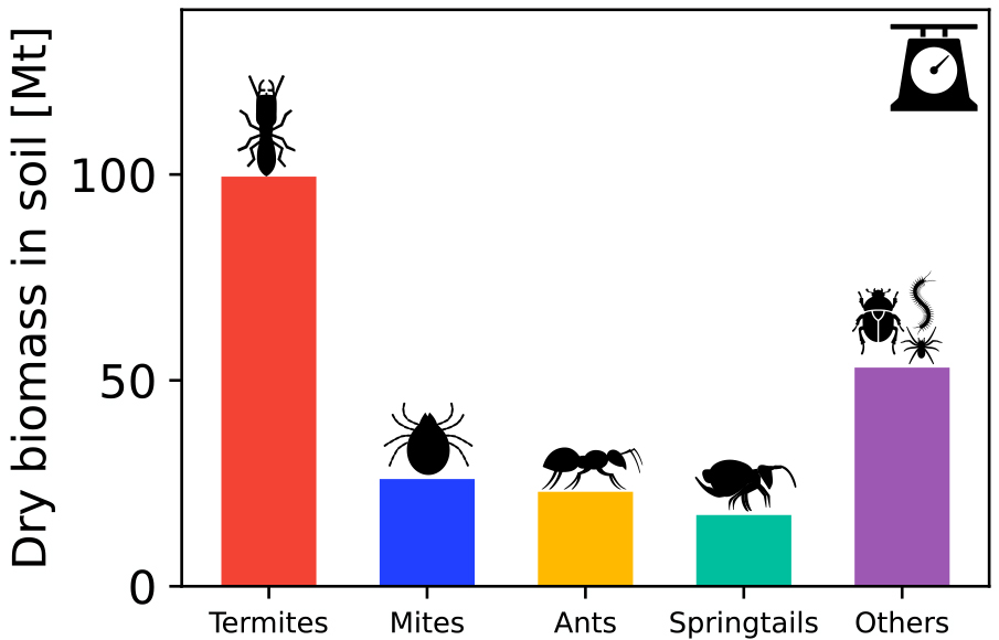 Les termites arrivent en tête, représentant plus de masse que tout autre arthropode souterrain