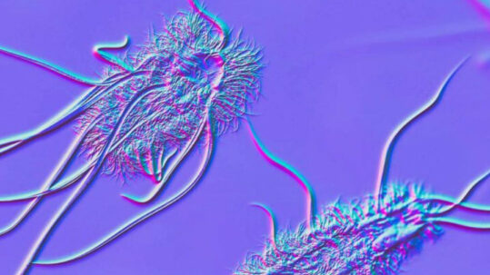 Les microbes intestinaux renforcent activement l'immunité chez les personnes vivant avec le VIH