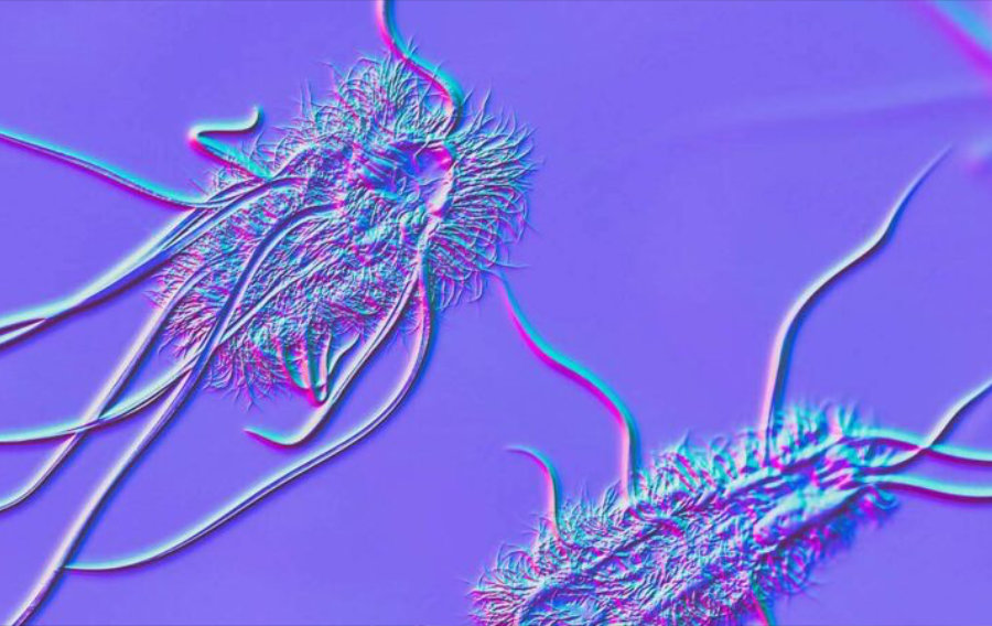 Les microbes intestinaux renforcent activement l'immunité chez les personnes vivant avec le VIH