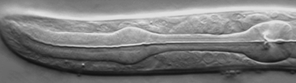 Gorge de C. elegans. Image : Susan E. Mango
