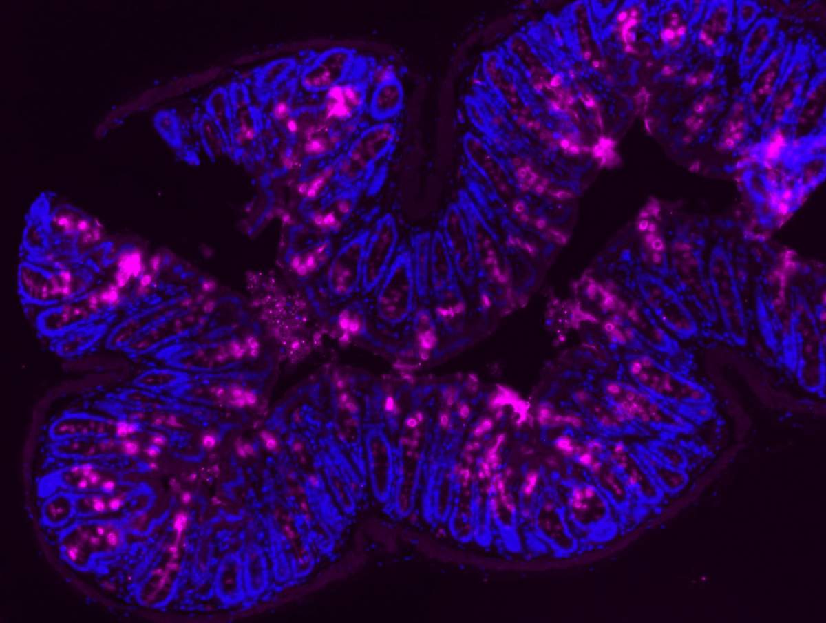 Mucine (magenta) dans la paroi interne du côlon d'une souris, vue au microscope.